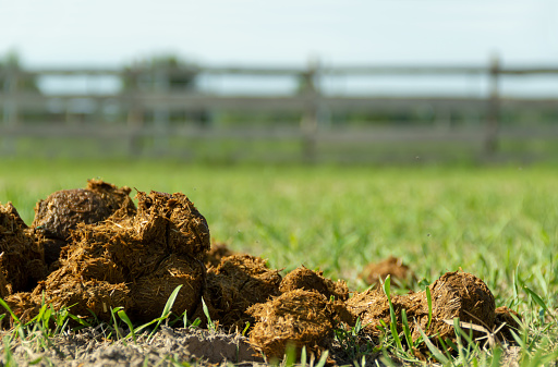Fresh juicy pile of horse shit manure on the organic farm ground. Natural background background with copy space