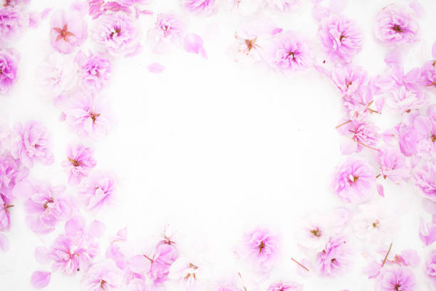 istock Beautiful sakura petals cherry blossom 1251534909