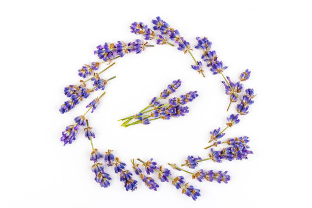 istock Lavender flowers isolated on white background. Close up. Space for text 1251535380