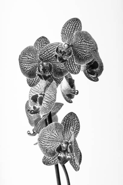 istock Blooming orchid on a white background 1251537074