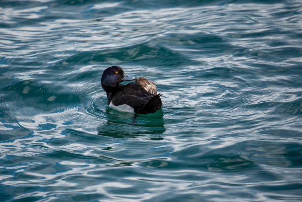 istock One male tufted duck Aythya fuligula in water. 1251538362