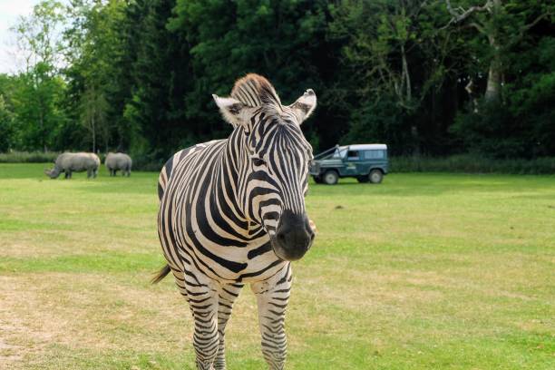 istock A zebra standing on top of a grass covered field 1251538938