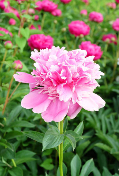 istock Lush terry pink peony 1251539862