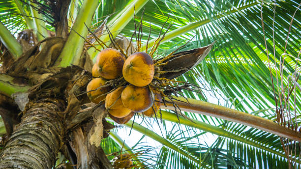 istock Fresh green yellowish coconut on the tree, coconut cluster on coconut palm tree. 1251540965