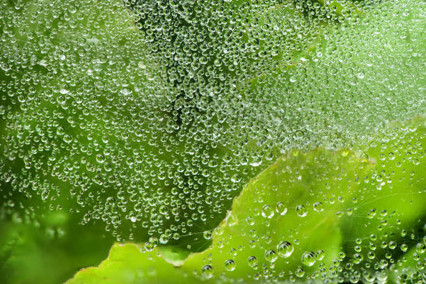 istock Spider web with some water droplets early in the morning. 1251540990