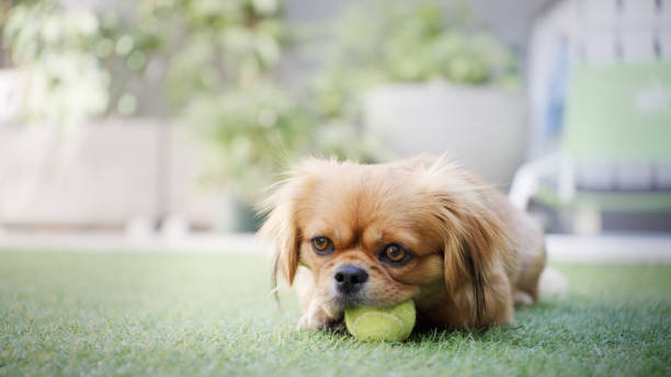 istock This will help me to stay away from your shoes 1251541034