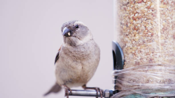 istock Birds love a free meal 1251541162