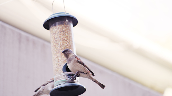Shot of a bird eating seeds from a feeder in a garden