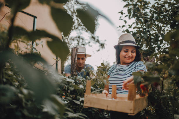 istock Couple harvesting at raspberry farm 1251541197