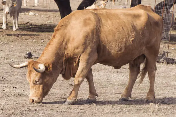 Cow grazing in an oak farm in Andalucia in a horribly dry autumn in the middle of drought natural lignt