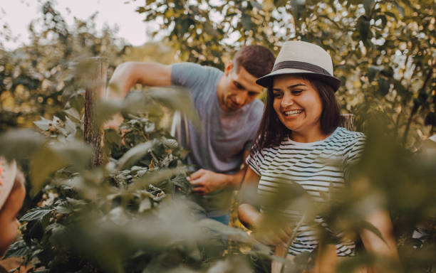istock Cute girl helping with harvesting raspberries 1251541618