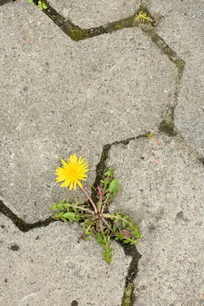 Photo of Top view of yellow dandelion flower between grey paving stones.