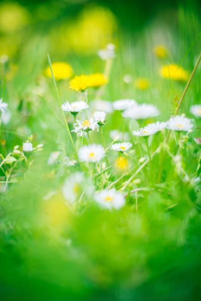istock Dandelions and daisies 1251542358