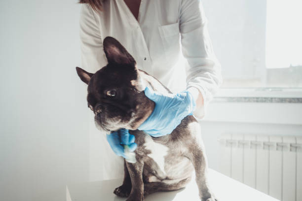 Stretching A dog examination is in the proccess. A vet is holding his head. animal therapy stock pictures, royalty-free photos & images