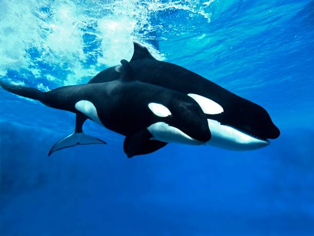 istock Killer Whale, orcinus orca, Female with Calf 1251542461