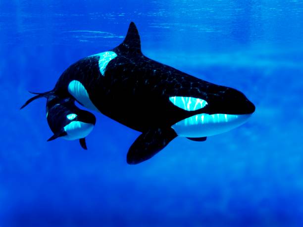 istock Killer Whale, orcinus orca, Female with Calf 1251542463