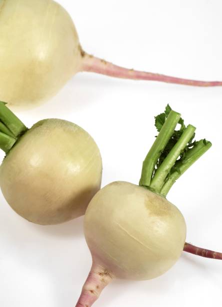 istock Turnips, brassica rapa, Vegetable against White Background 1251542536