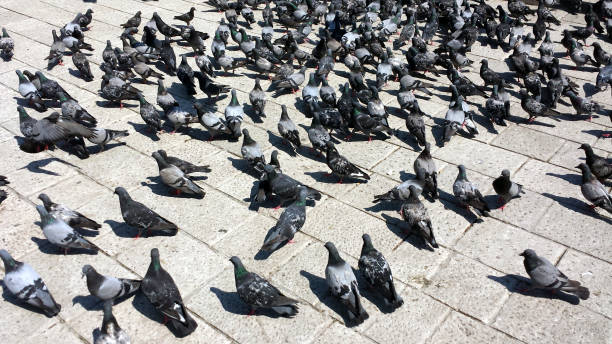 istock Pigeons on the pavement 1251542770
