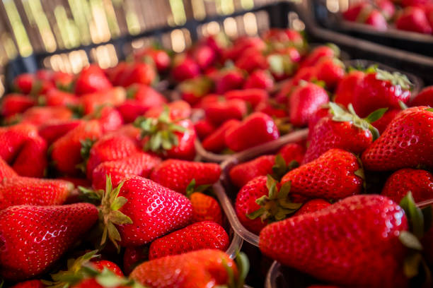 Vibrant image of a bunch of ripe strawberries stacked into boxes. It is an extreme closeup shot as all the pores on the strawberries are visible.