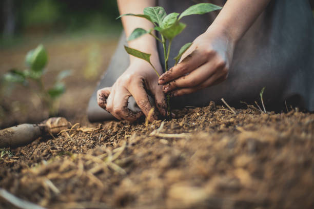 Seedling moving to "a bigger house" Photo depicting a gardener's hands putting a seedling into the soil and supporting its stem so it can gain stability before its properly buried. crop plant stock pictures, royalty-free photos & images