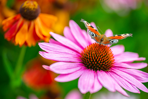 Aglais io or European peacock butterfly on a Purple Coneflower