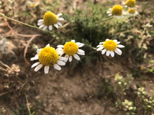 istock Flower garden good nice verynice 1251545069