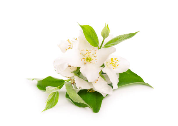 istock Jasmine flowers isolated on white background. Jasmine branch. 1251545256