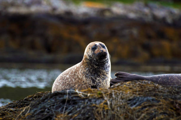 istock Grey Seal at Low Tide on the Rocks 1251545328