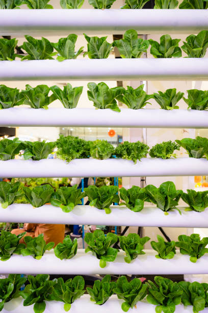 hydroponics vertical farm in building with high technology farming. agricultural greenhouse with hydroponic shelving system. - hydroponics imagens e fotografias de stock