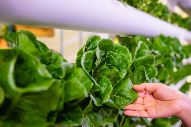 Hand holding vegetable in Hydroponics vertical farm with high technology farming. Agricultural Greenhouse with hydroponic shelving system