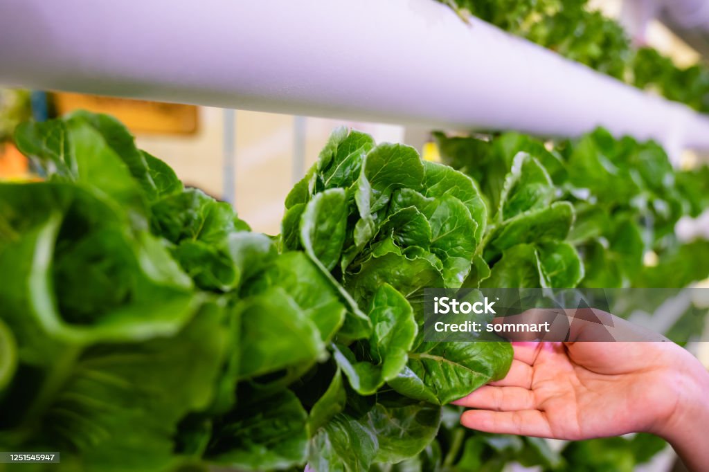 Hand holding vegetable in Hydroponics vertical farm with high technology farming. Agricultural Greenhouse with hydroponic shelving system - Royalty-free Agricultura vertical Foto de stock