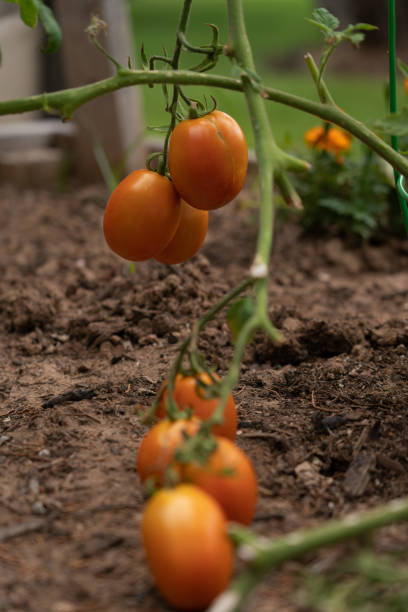 istock Multiple Tomatoes Hanging on Plans With Rich Soil int he picture 1251546100