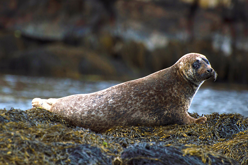 A grey seal resting on rocks exposed during low tide in Scotland