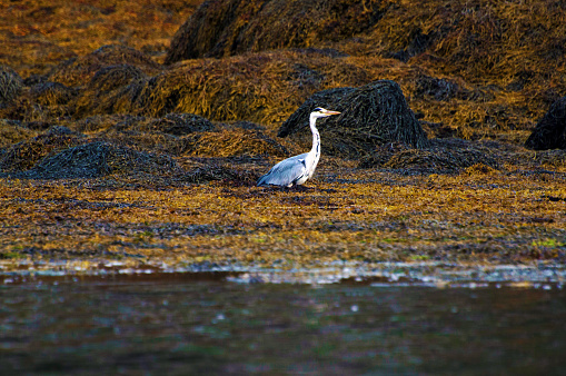A grey heron fishing on rocks exposed during low tide in Scotland