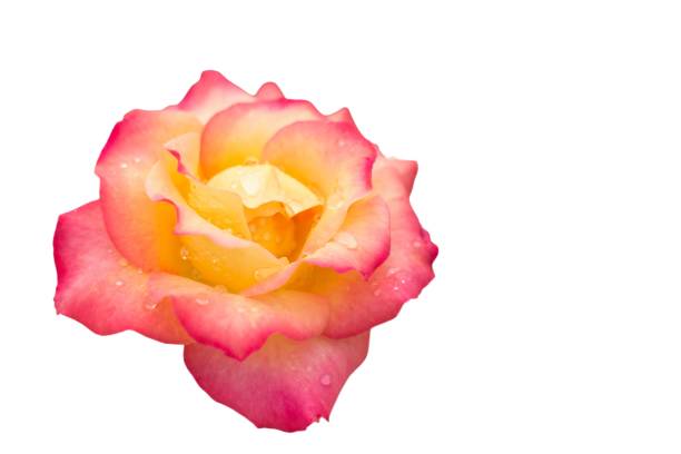 Hybrid tea rose isolated on white background with clipping path.