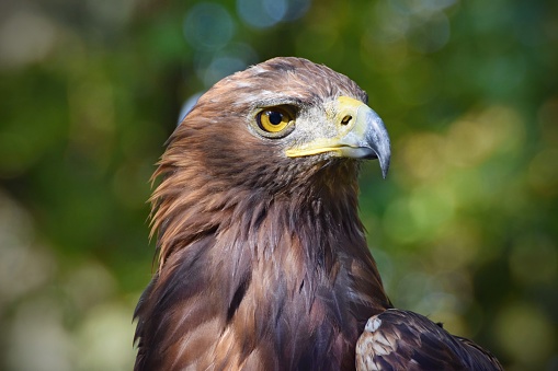The Golden Eagle, close up portrait