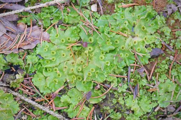 Photo of Moss - Marchantia polymorpha
