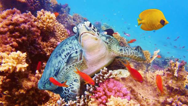 산호초에 누워 있는 바다 거북 - sea turtle coral turtle green sea turtle 뉴스 사진 이미지