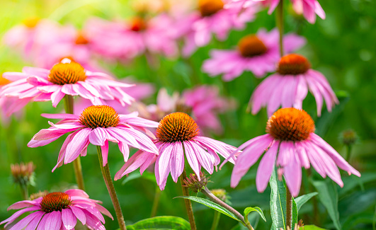 View at a variety of white, yellow and pink coneflowers (echinacea) in full bloom - panorama