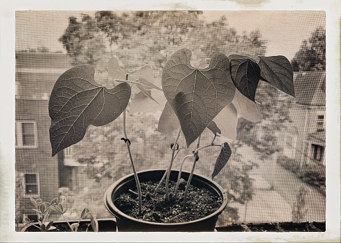 Seedlings with Vintage Filter