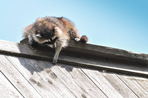 Funny portrait of a sleeping raccoon in the basket. Curious pose of a washing bear. Cute and cuddly animal, which can be very dangerous beast. Beauty of the wildlife.