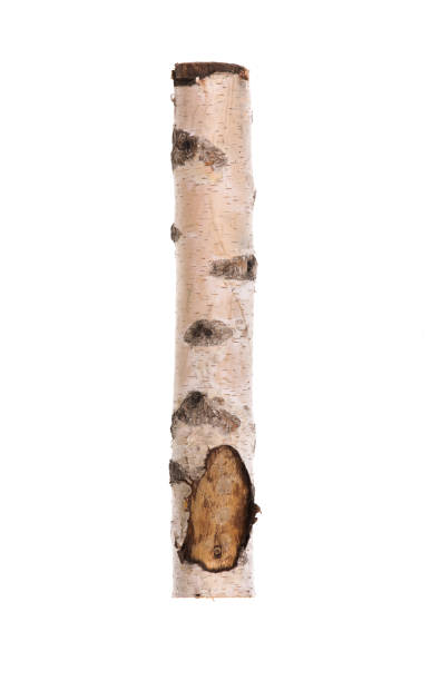 istock birch log for fireplace isolated on white background 1251547985