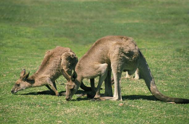 istock Eastern Grey Kangaroo, macropus giganteus, Adults eating Grass, Australia 1251548741