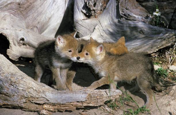 istock Coyote, canis latrans, Pup, Montana 1251548768