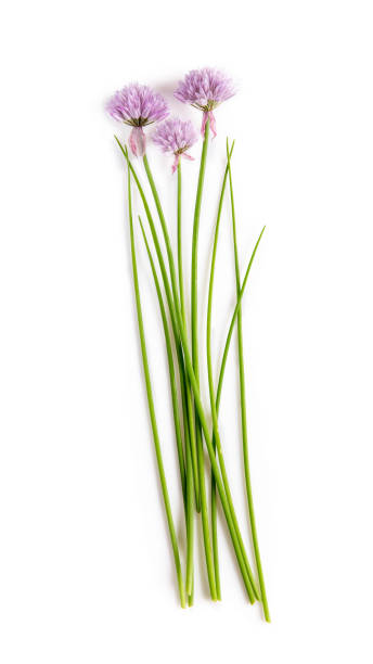 Chives onions with flowers, chives in bloom isolated on white background. Chives onions with flowers, chives in bloom isolated on white background. chives allium schoenoprasum purple flowers and leaves stock pictures, royalty-free photos & images