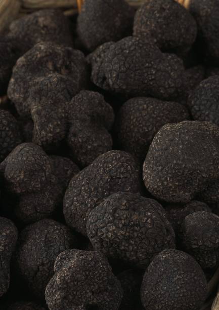 佩里戈德·特魯夫勒,塊莖黑色素,蘑菇在洛特,法國lalbenque市場 - truffle tuber melanosporum mushroom 個照片及圖片檔
