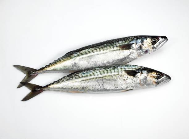 istock Mackerel, scomber scombrus, Fresh Fish against White Background 1251549217