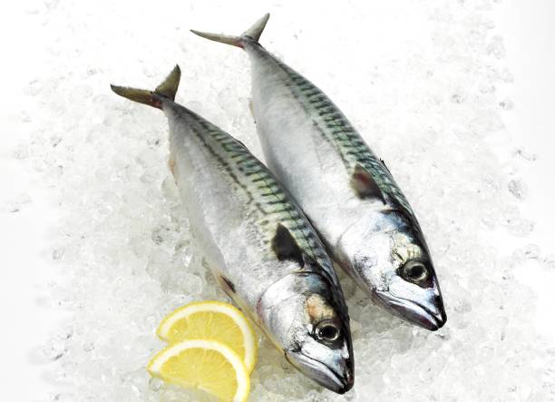 istock Mackerel, scomber scombrus, Fresh Fish with Lemon on Ice 1251549264