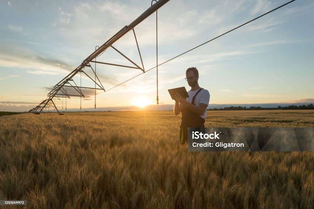 Young farmer or agronomist standing in wheat field beneath irrigation system and using a tablet Serious young Caucasian farmer or agronomist standing in ripe wheat field beneath center pivot irrigation system and using a tablet at sunset Agriculture Stock Photo