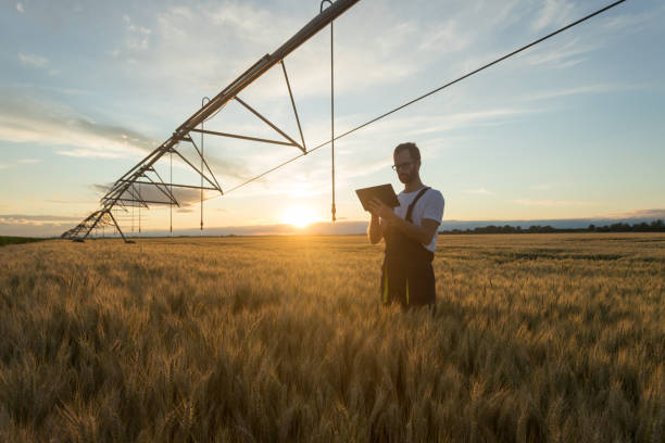 Young farmer or agronomist standing in wheat field beneath irrigation system and using a tablet Serious young Caucasian farmer or agronomist standing in ripe wheat field beneath center pivot irrigation system and using a tablet at sunset field workers stock pictures, royalty-free photos & images